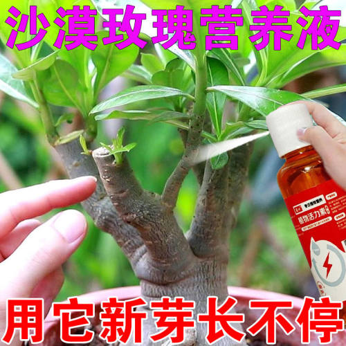 沙漠玫瑰营养液率液催花花爆盆急救黄叶掉叶不开花沙漠玫瑰专用肥
