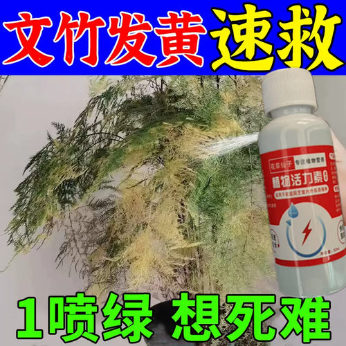 特效文竹专用营养液根部叶尖发黄干枯掉叶子烂根促芽生根生长变绿