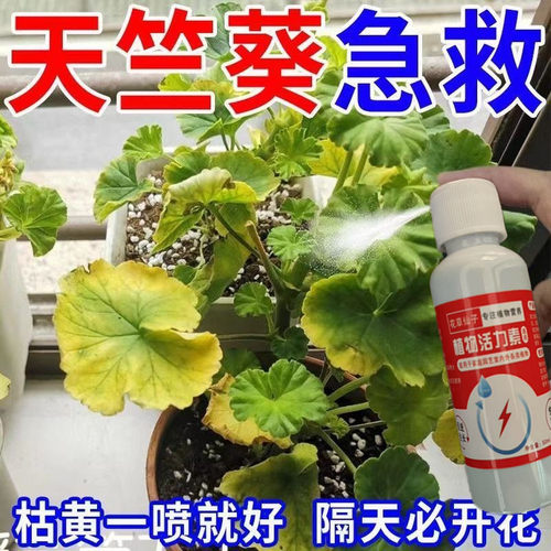 天竺葵专用营养液养天竺葵四季开花肥料防黄叶促开花