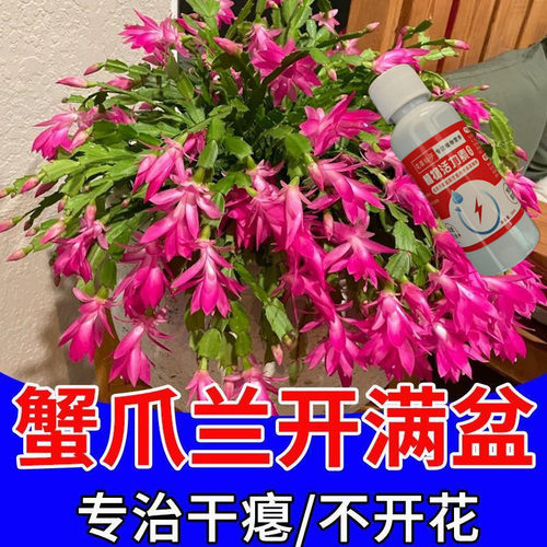 【爆花王】蟹爪兰专用营养液防干瘪黄叶催开花延长花期壮根促苗肥