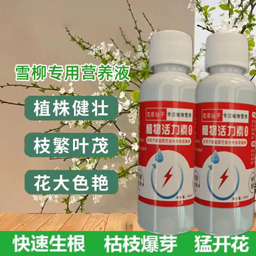 雪柳专用营养液龙柳发芽水培植物促生根肥料室内绿植雪花养花肥料