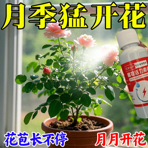月季花病虫害专用肥黑斑病专治黄叶枯叶白粉叶子发黑炭疽病常用药