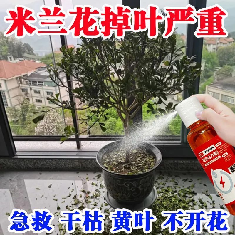 易养活香满屋】米兰营养液米兰花黄叶掉叶干枯烂根家用专用液体肥