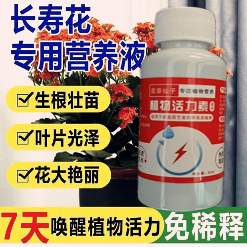 【花爆盆】长寿花营养液专用促开花催花免稀释长寿花专用肥
