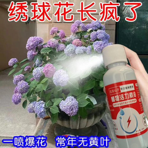 绣球花黑斑病专用芍药花肥料绣球花白粉病炭疽叶子发黄长斑营养液