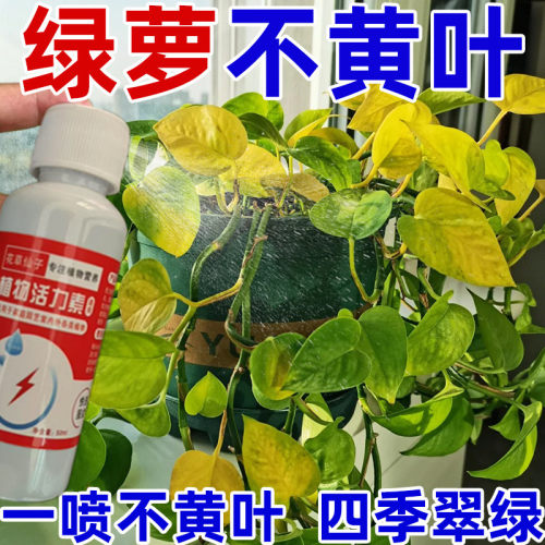 【急救】绿萝营养液水培肥料专用叶子发黄烂根催新芽免稀释新型肥