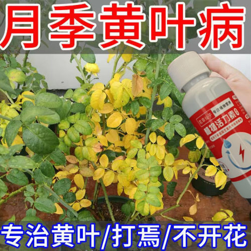 【一喷爆开花】月季玫瑰专用营养液防黄叶不开花催花免稀释叶面肥