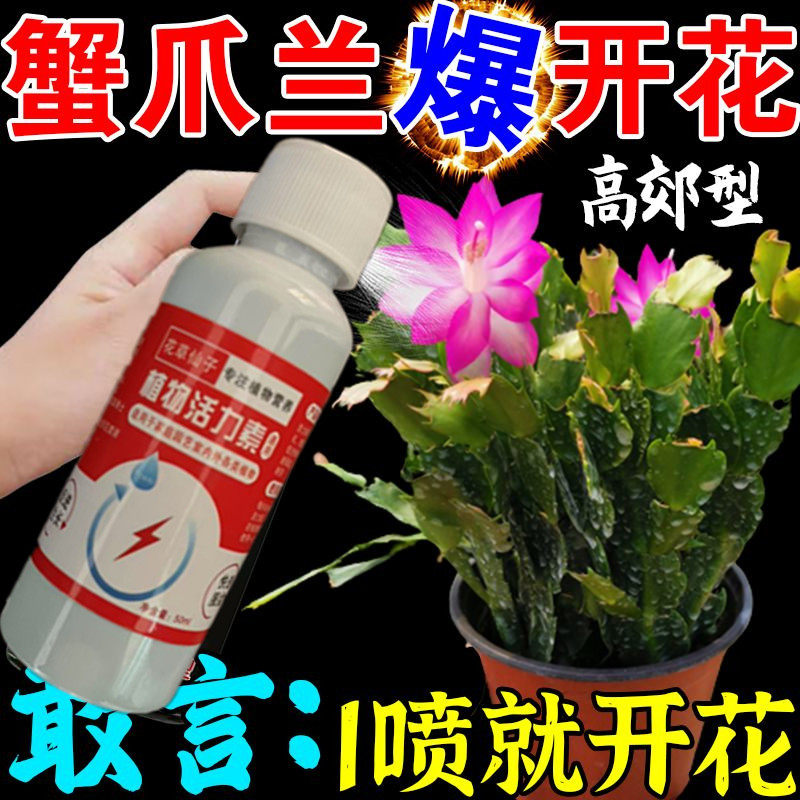 【蟹爪兰急救】蟹爪兰专用营养液四季开花防治叶子发红瘦弱养花肥