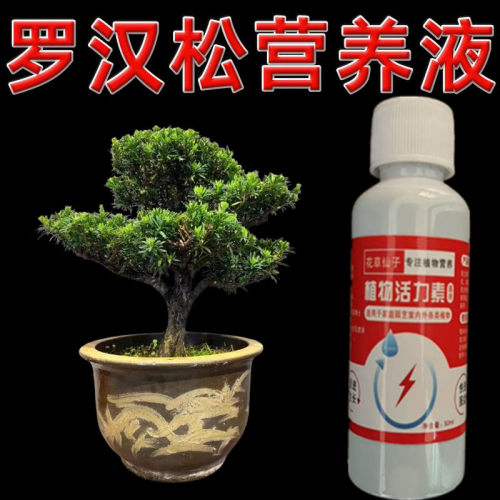 罗汉松专用营养液防黄叶干枯烂根生长缓慢增肥罗汉松营养液
