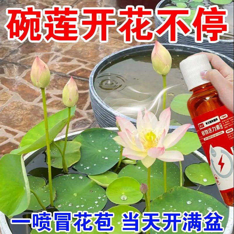 碗莲荷花睡莲营养液防烂叶黄叶发黑烂根促开花催发芽延长花期通用