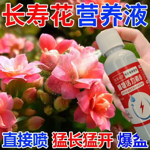 长寿花专用肥催花肥花蕾花苞开花延长花期液体肥长寿花盆栽营养液