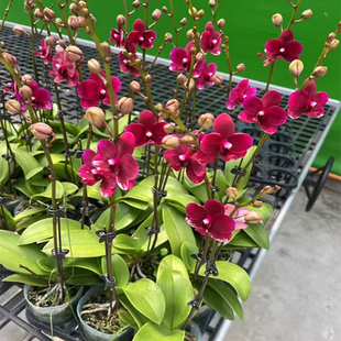 胭脂蝴蝶兰苗3.0杯成熟苗带花剑基地直发四季开花室内外耐阴阳台