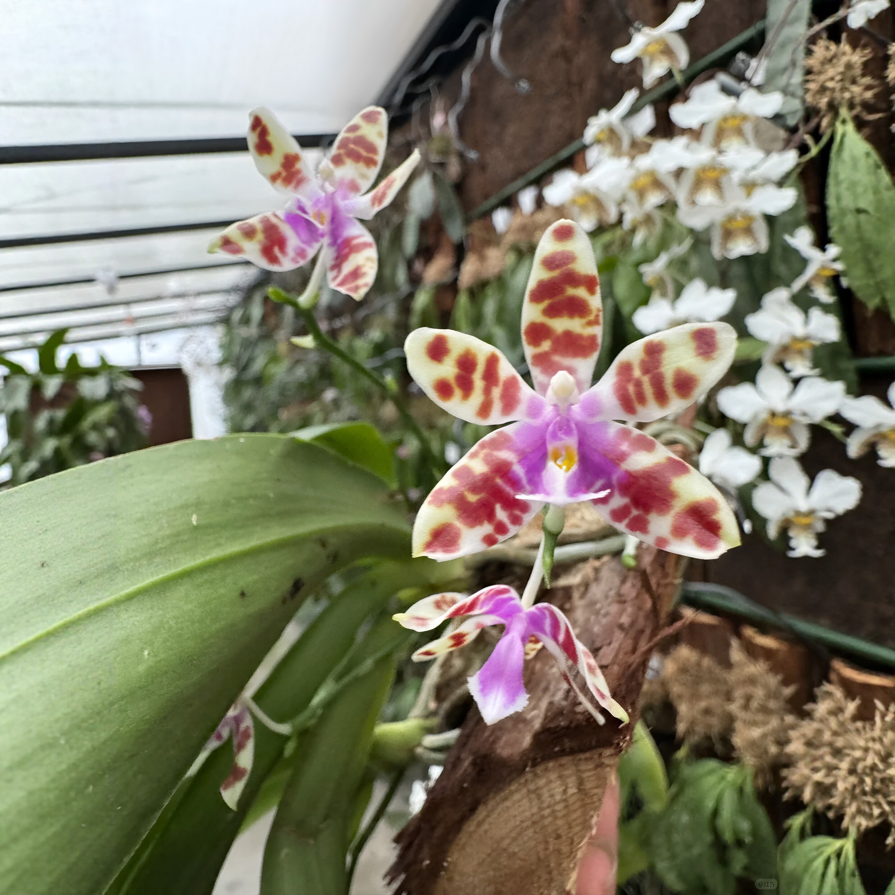 山采玛丽Phal.mariae原生蝴蝶兰多花分枝浓香室内年宵花卉盆栽苗