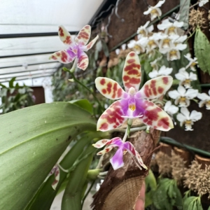 山采玛丽Phal.mariae原生蝴蝶兰多花分枝浓香室内年宵花卉盆栽苗