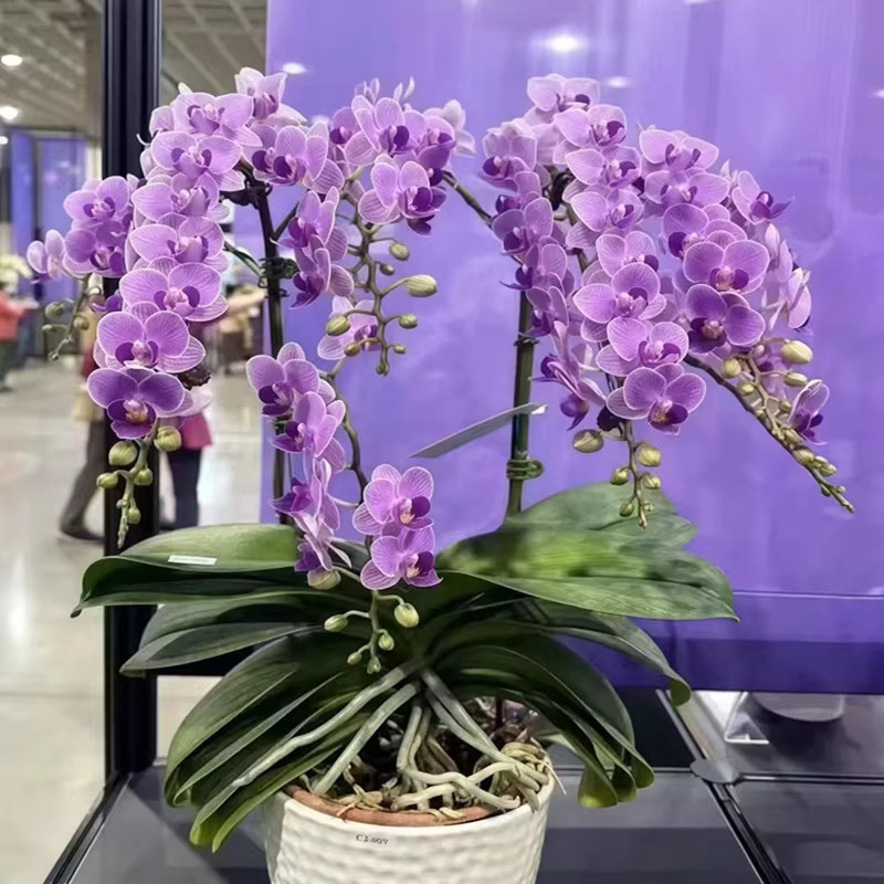 网红款紫罗兰蝴蝶兰花苗带花剑3.0寸欧洲小兰蝴蝶兰苗好养活花卉