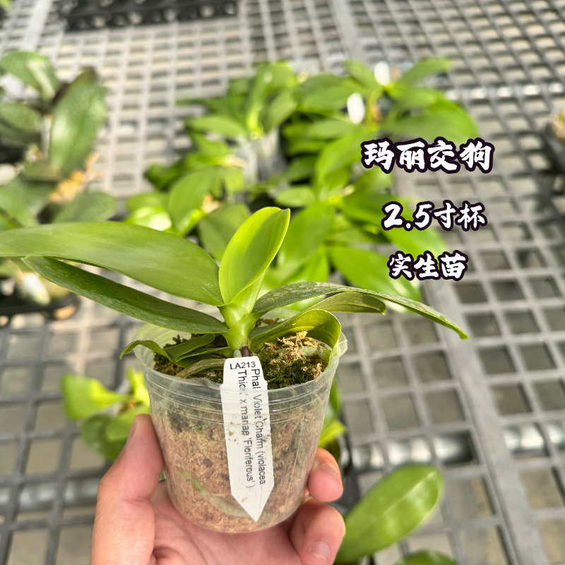 玛丽交狗蝴蝶兰实生苗渐变易养