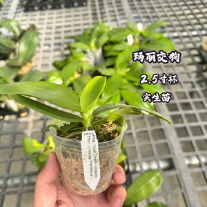 玛丽交狗蝴蝶兰实生苗渐变易养