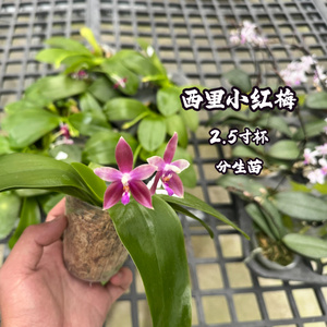西里小红梅2.5寸杯分生苗室内
