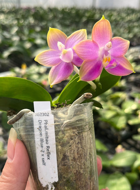 反射龙交洋洋粉玛丽蝴蝶兰粉渐变粉黄色好养活室内绿植紫色粉紫色