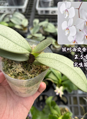 银叶西交香阿妈蝴蝶兰苗2.5杯半成熟苗耐阴花卉好养活室内