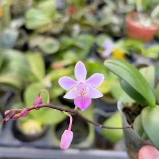 雅风林登EQ交脉纹林登颜色鲜艳2.5寸杯蝴蝶兰苗活苗粉紫色带花剑