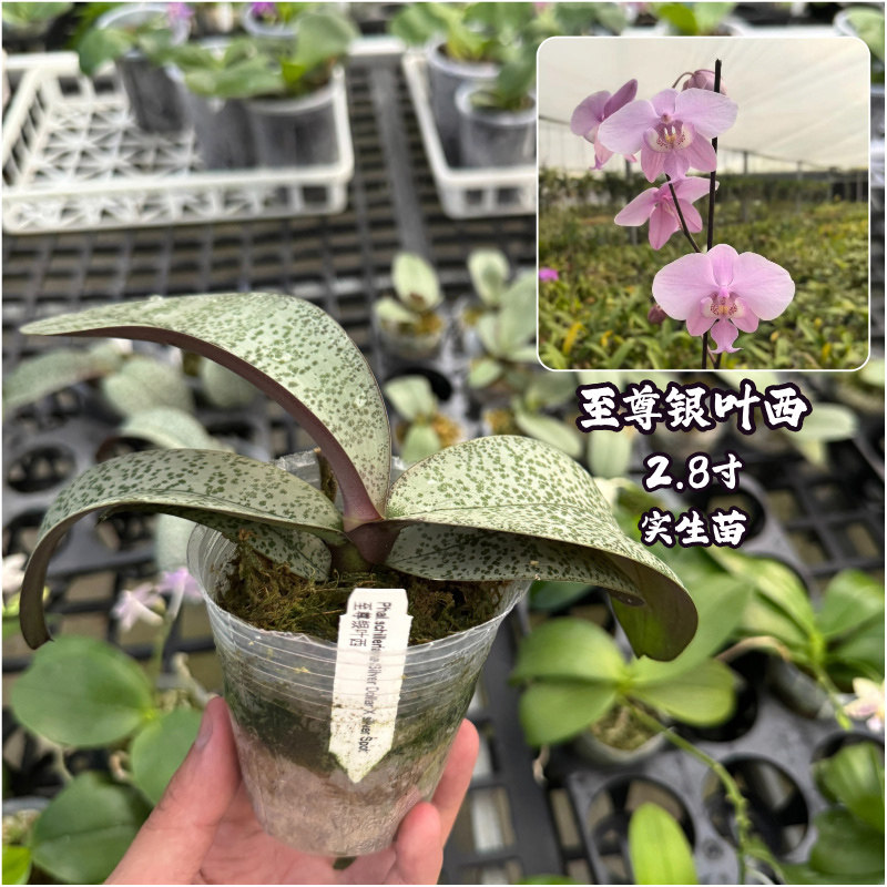 银叶西蝴蝶兰苗耐阴花卉