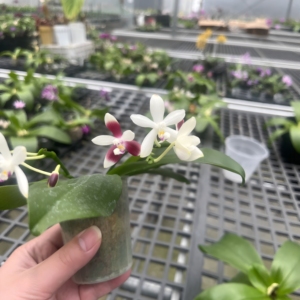 红白调蝴蝶兰带花剑开花株高档兰花红白色小型盆栽室内花卉观赏花