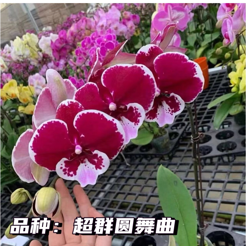 圆舞曲蝴蝶兰苗3.0寸半成熟苗单剑紫红色耐阴花卉易繁殖好养活