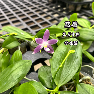 蓝盾2.8分蝴蝶兰苗带花四季可种