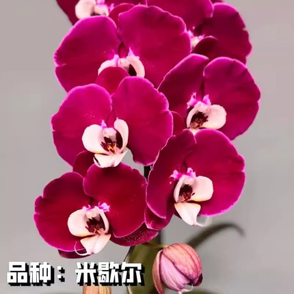 米歇尔蝴蝶兰苗3.0寸杯半成熟苗基地直发耐阴花卉室内易繁殖单剑