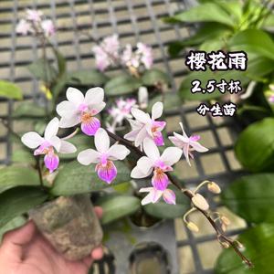 蝴蝶兰2.5寸杯分生苗含盆易养