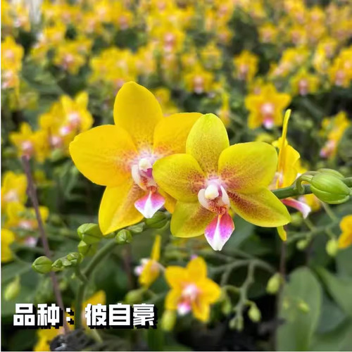 易繁殖带花剑客厅3.0寸好养活