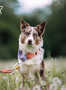 WoollyWolf狗狗项圈宠物牵引半P链防爆冲户外环保舒适脖圈北欧