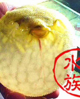 活体观赏鱼狗头河豚气鼓鱼