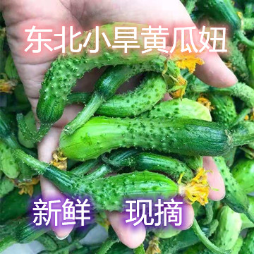 现摘东北小旱黄瓜妞腌黄瓜专用黄瓜仔小黄瓜当季蔬菜 水产肉类/新鲜蔬果/熟食 黄瓜 原图主图