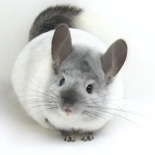 网红宠物龙猫活体银斑可爱幼崽公仔家养省心已打疫苗十年基地 包邮