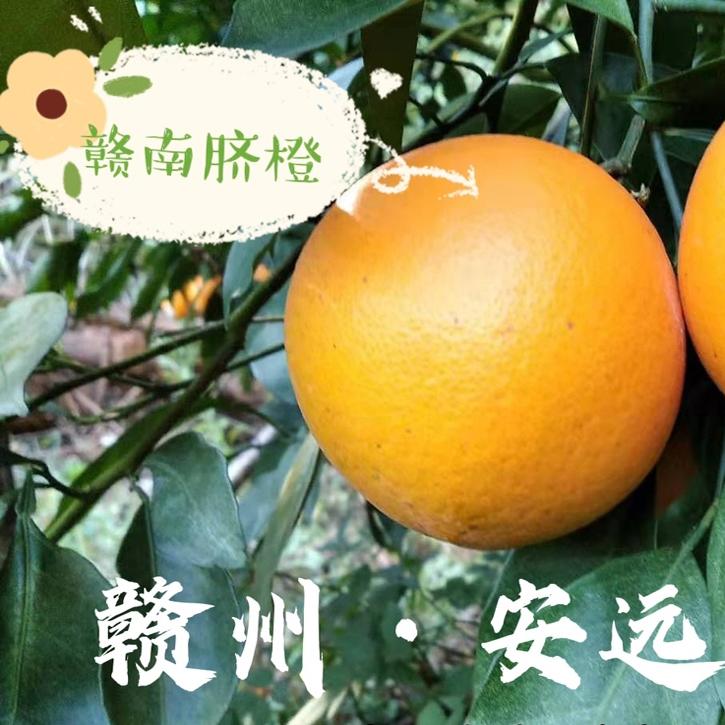 自家种赣南脐橙赣州安远果园直发9斤19斤装现摘现发皮薄清甜齐橙