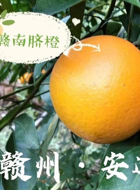 自家种赣南脐橙赣州安远果园直发9斤19斤装现摘现发皮薄清甜齐橙