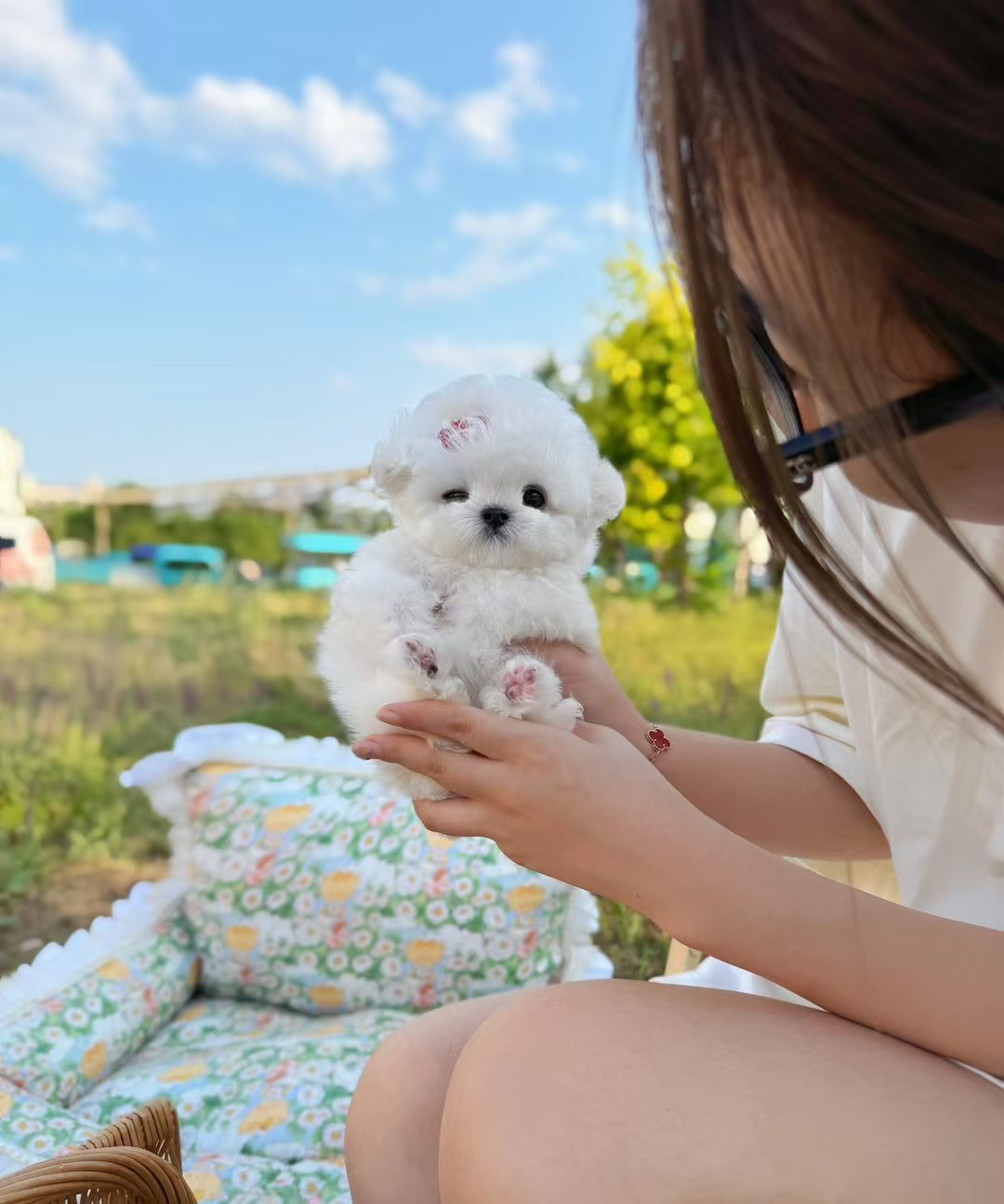 纯种比熊犬幼犬韩系飞耳小体比熊幼犬活体宠物狗狗
