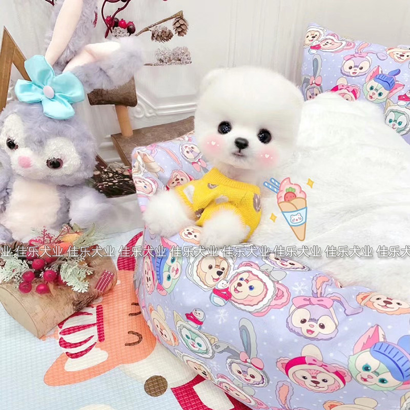 精品俊介幼犬纯种狗狗小宠物茶杯白色哈多力球体博美公母犬舍