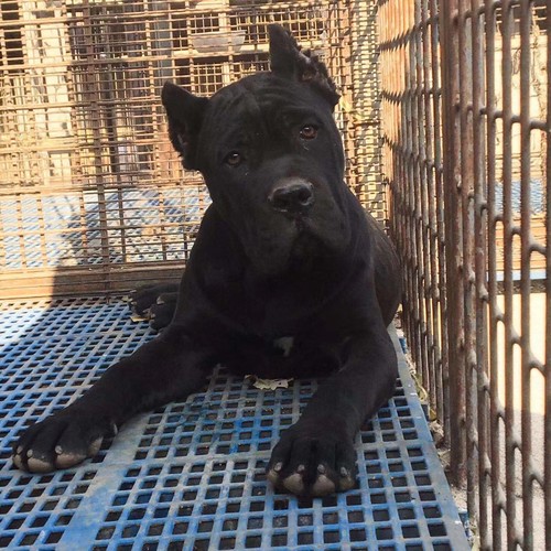卡斯罗幼犬纯种黑色虎斑都有公母犬舍大型犬短毛护卫犬已裁耳