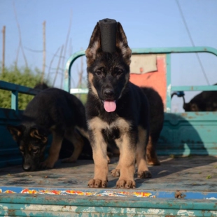 纯种德牧幼犬活体德国牧羊犬弓背黑背警犬狼狗宠物狗