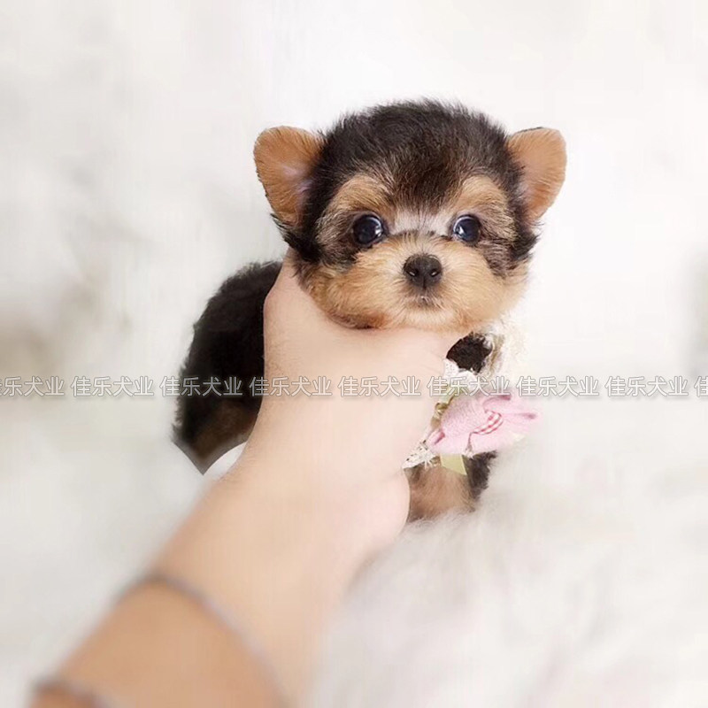约克夏犬幼犬纯种活体金头银背长不大茶杯犬娃娃脸猫脸苹果脸图片