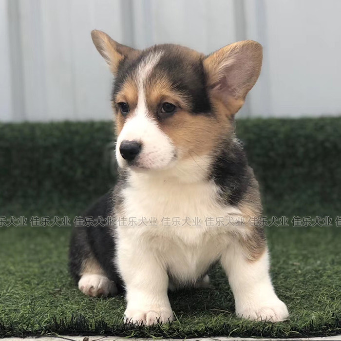 柯基幼犬纯种小型犬家养宠物狗长不大活体家养小短腿活体狗三色