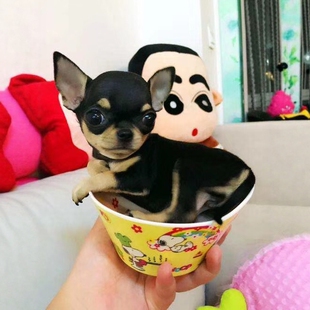 纯种幼犬茶杯犬长不大吉娃娃活体小型犬长毛短毛宠物狗