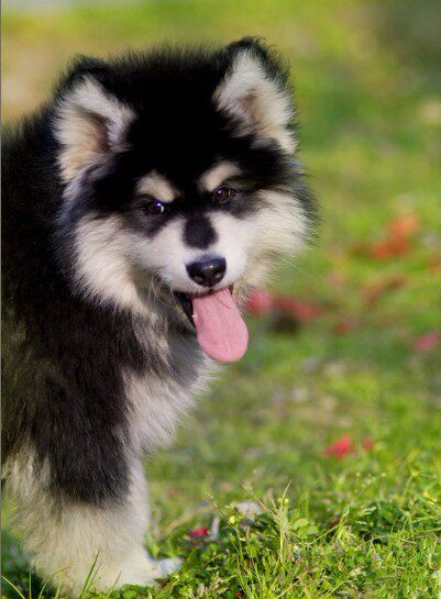 黑色黑十字阿拉斯加犬纯种幼犬活体阿拉斯加犬活体狗狗雪橇犬精品