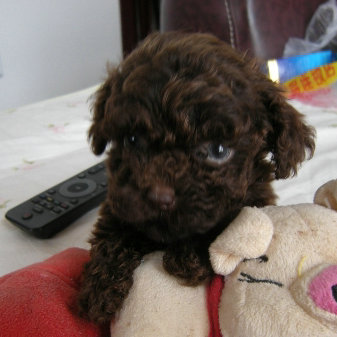 泰迪犬幼犬纯种活体狗狗宠物狗泰迪狗狗咖啡色小体城市家养巧克力|ruв категории животное/Животное питание и принадлежностей, собака - от Buy2taobao.com для оказания профессиональной услуги покупки агента Taobao