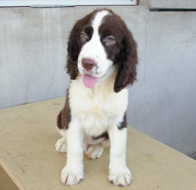 史宾格犬纯种幼犬活体血统纯正搜救犬缉毒犬猎犬史宾格狗狗|ruв категории животное/Животное питание и принадлежностей, собака - от Buy2taobao.com для оказания профессиональной услуги покупки агента Taobao