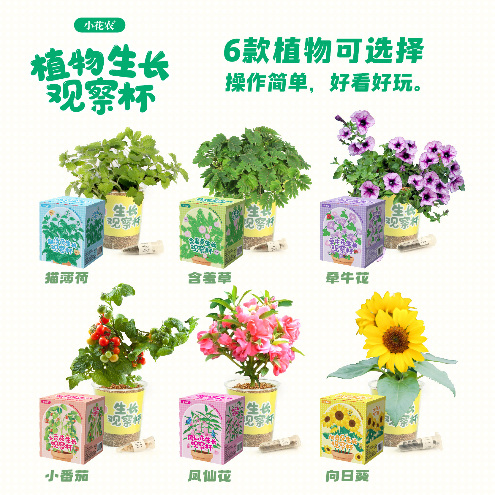 凤仙花植物生长观察杯幼儿园礼物学生种植盆栽绿植向日葵儿童礼品