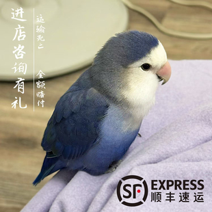 牡丹鹦鹉爱情鸟亲人粘人活泼上手听话好养活的活鸟可繁殖宠物